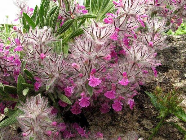 نکاتی کلیدی در تهیه چای تازه