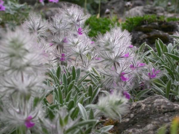 فروشنده انواع چای صحرایی درجه یک