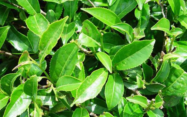 انواع چایی سبز تازه در بازار