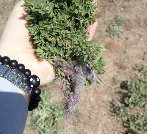 مرجع خرید انواع چای کوهی در شمال