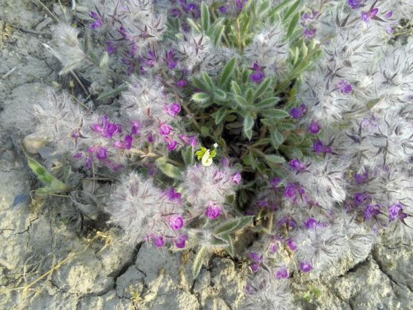 انتخاب بهترین چایی کوهی برای صادرات