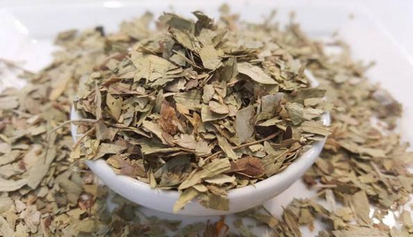 صادرکننده چای سنا برای لاغری با بهترین قیمت